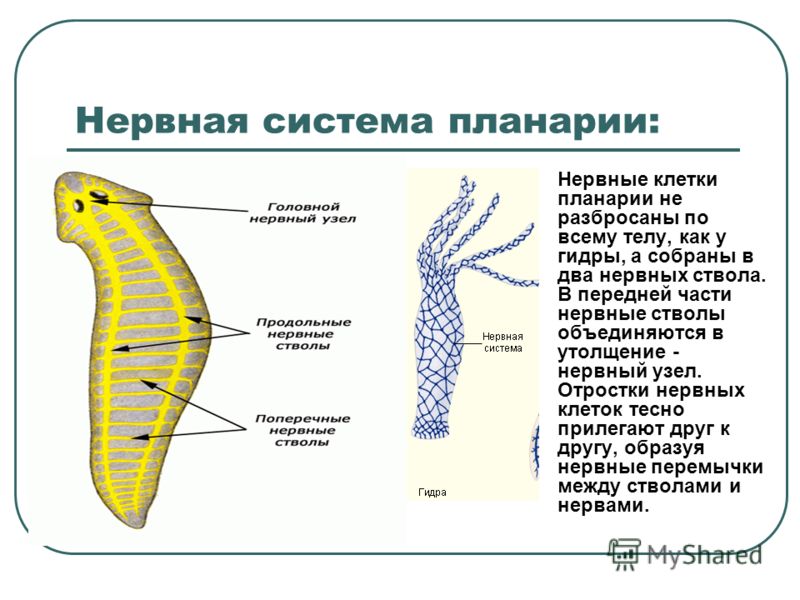 Кракен зеркало орион